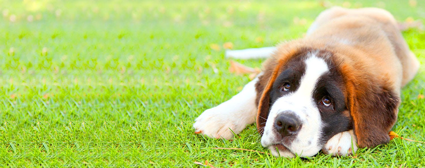 Casper Inspired Dog Names Popular Male and Female Names Wag!